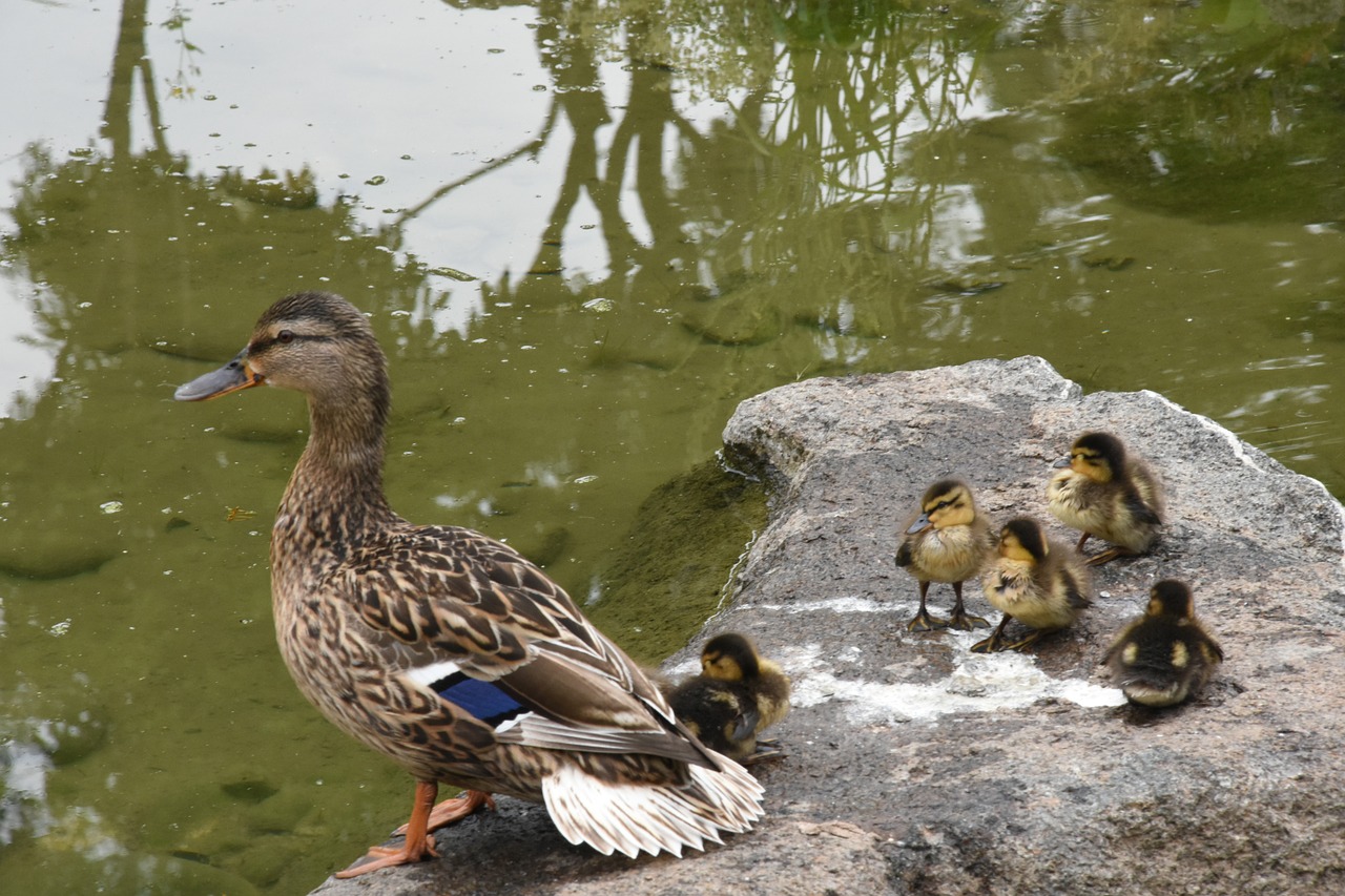duck family nature free photo