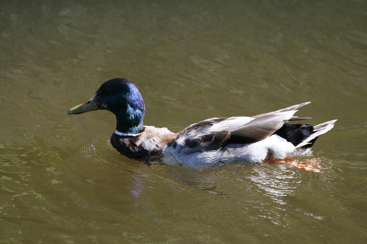 duck male ditch free photo