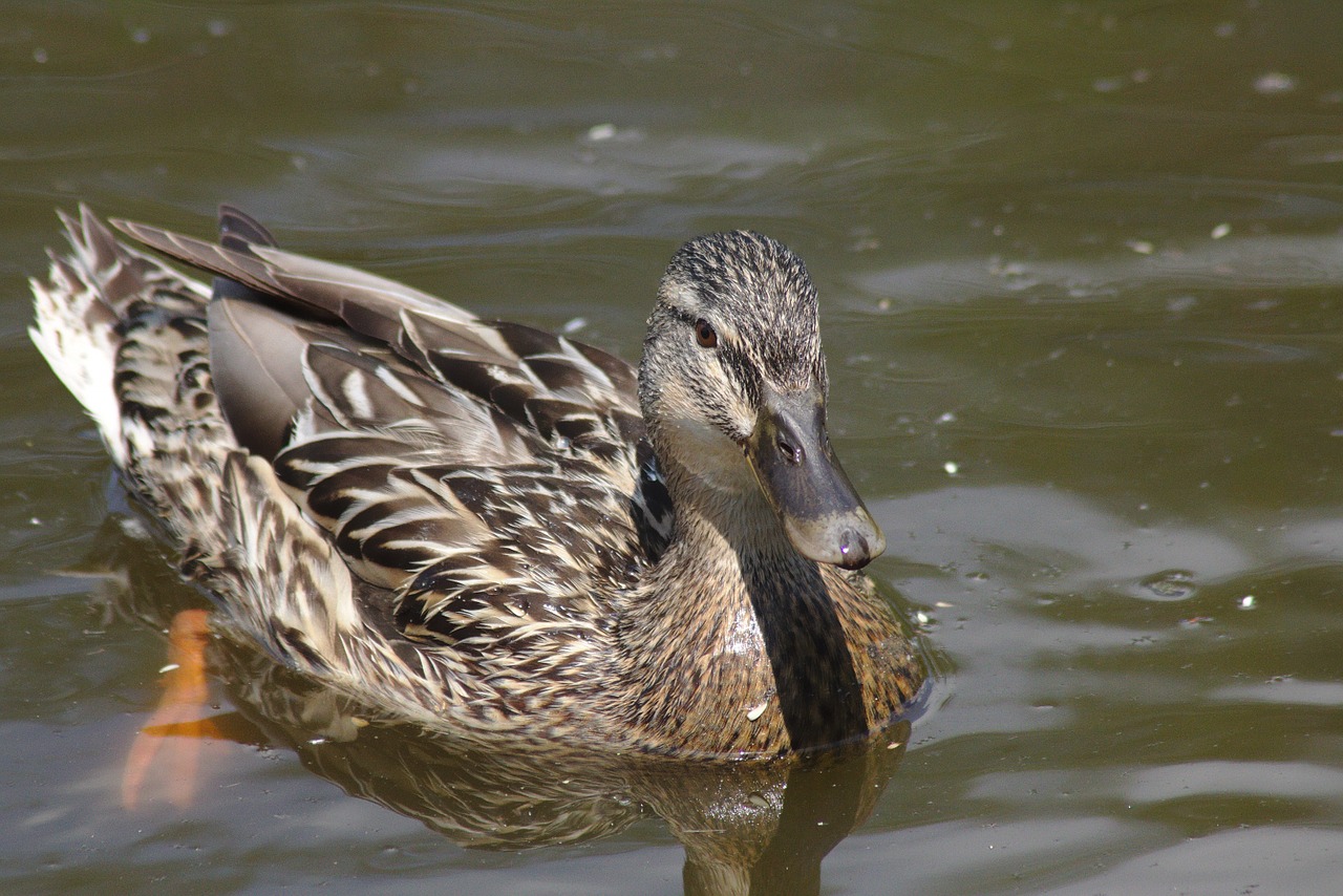 duck mirroring chicks free photo
