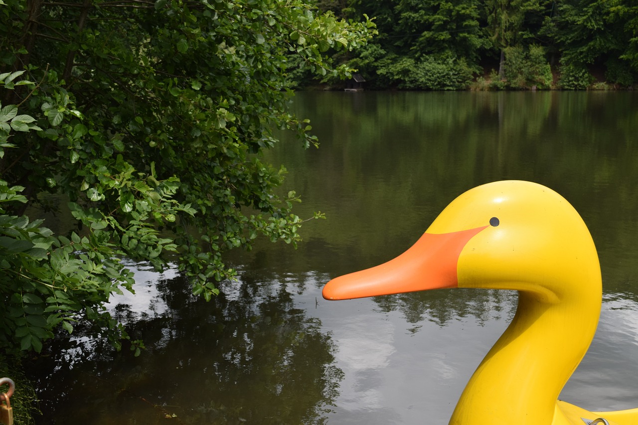 duck pond pedal boat free photo