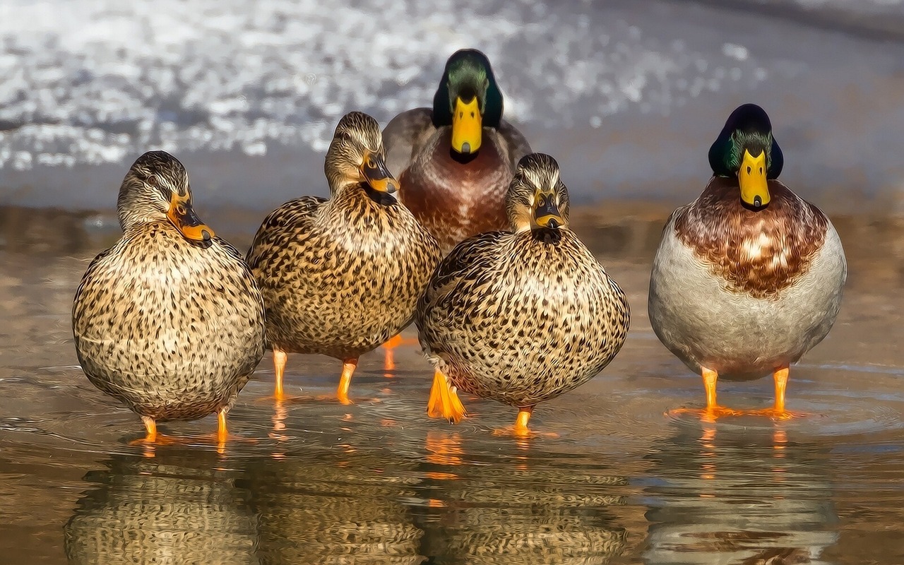 duck wild mallard free photo