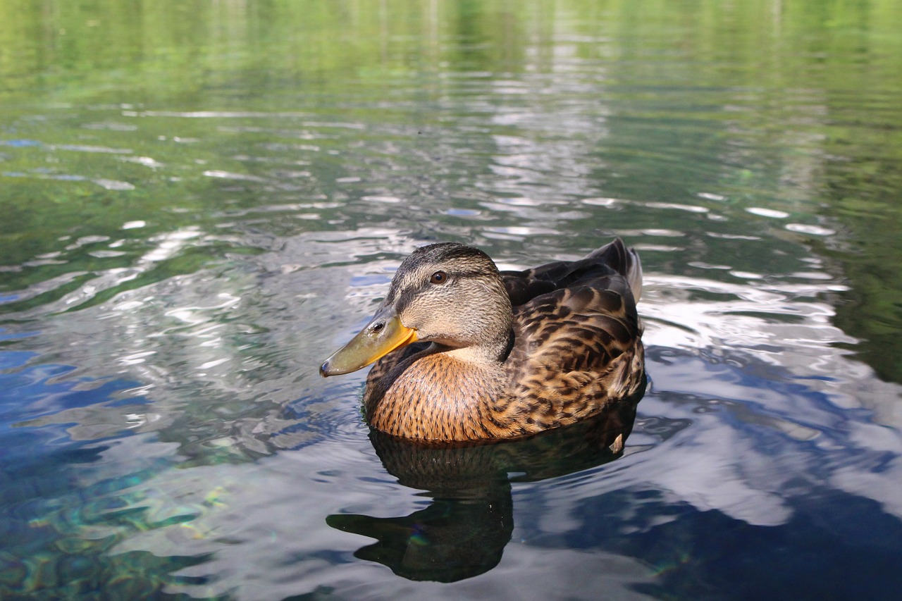 duck water lake free photo