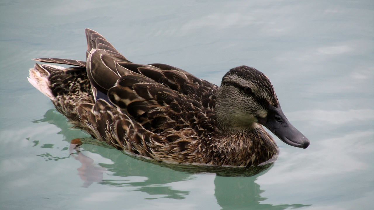 duck bird lake balaton free photo