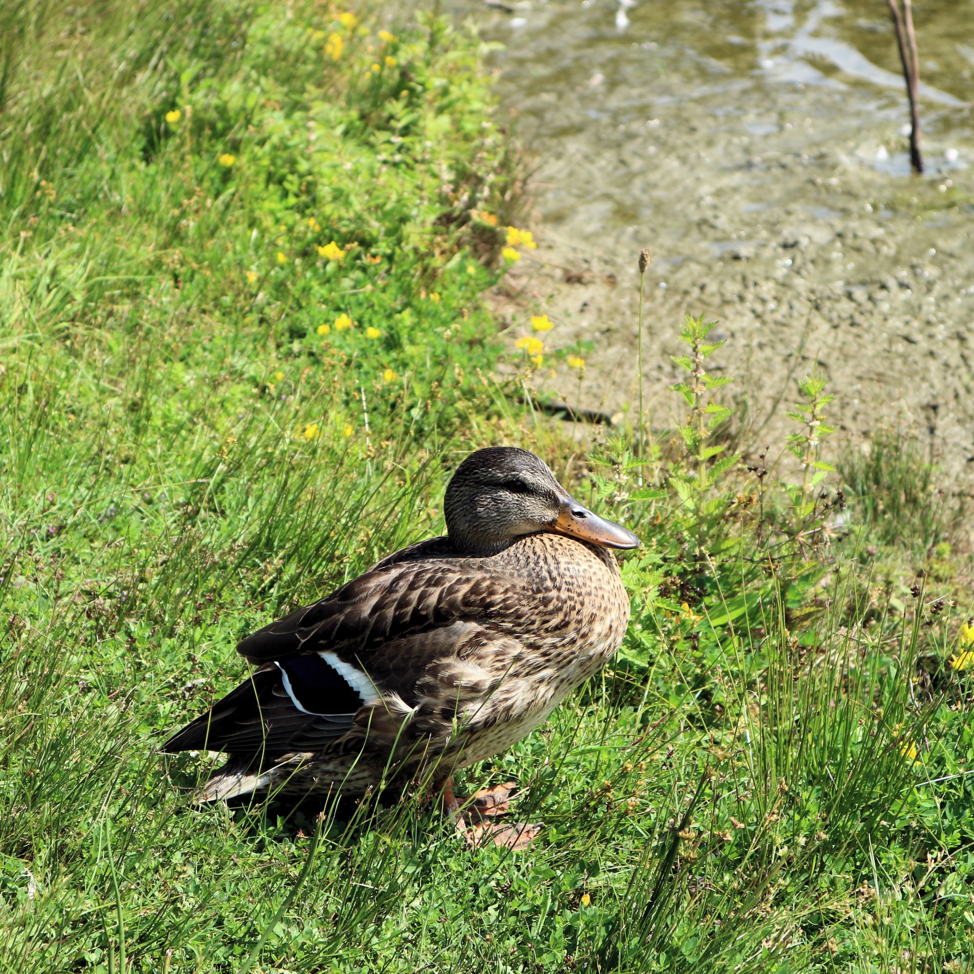 duck bird sitting free photo