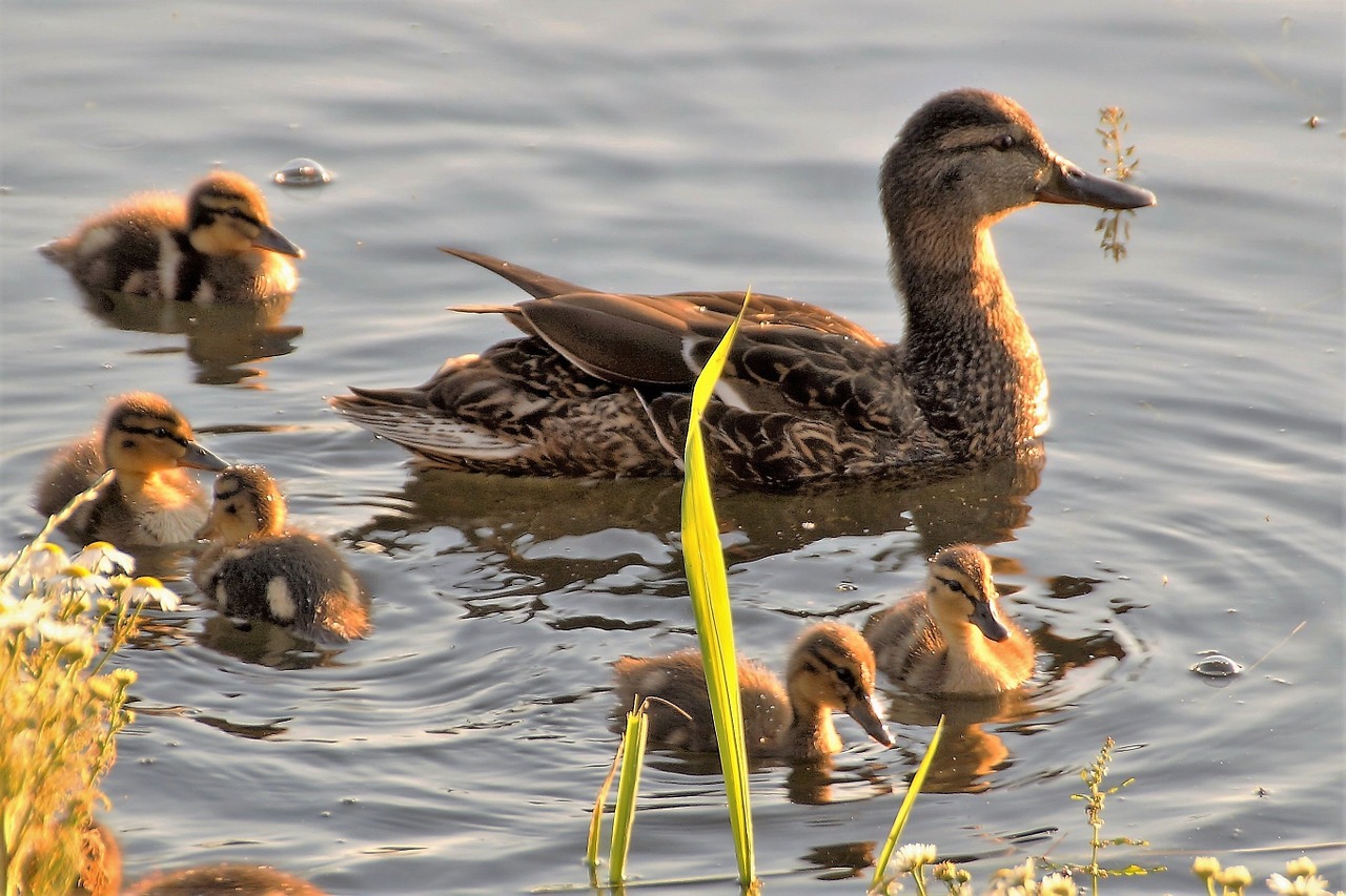 duck water bird wild free photo