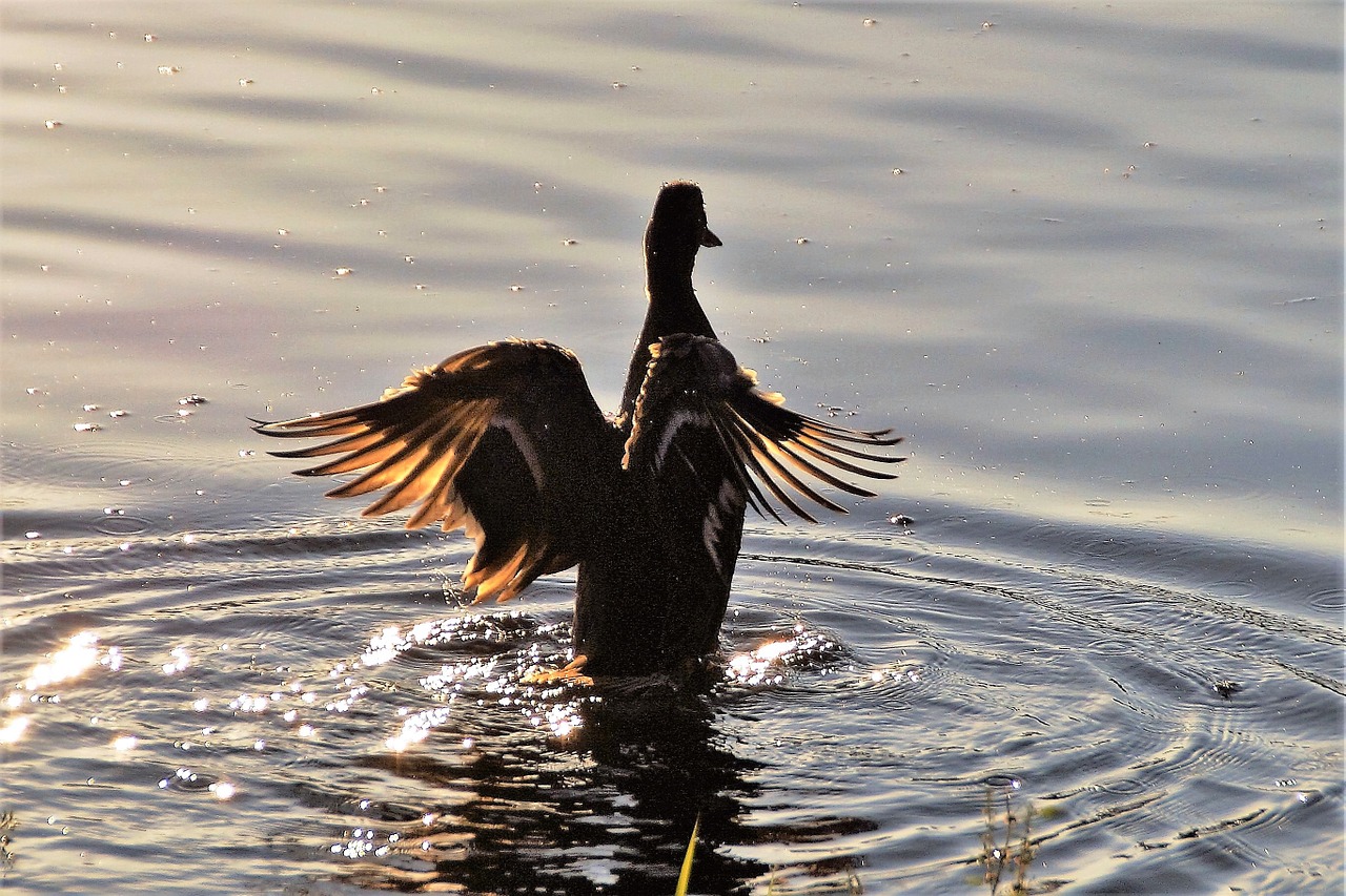 duck water bird pond free photo