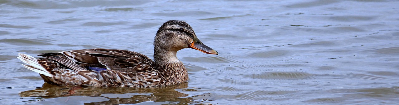 duck lake water free photo