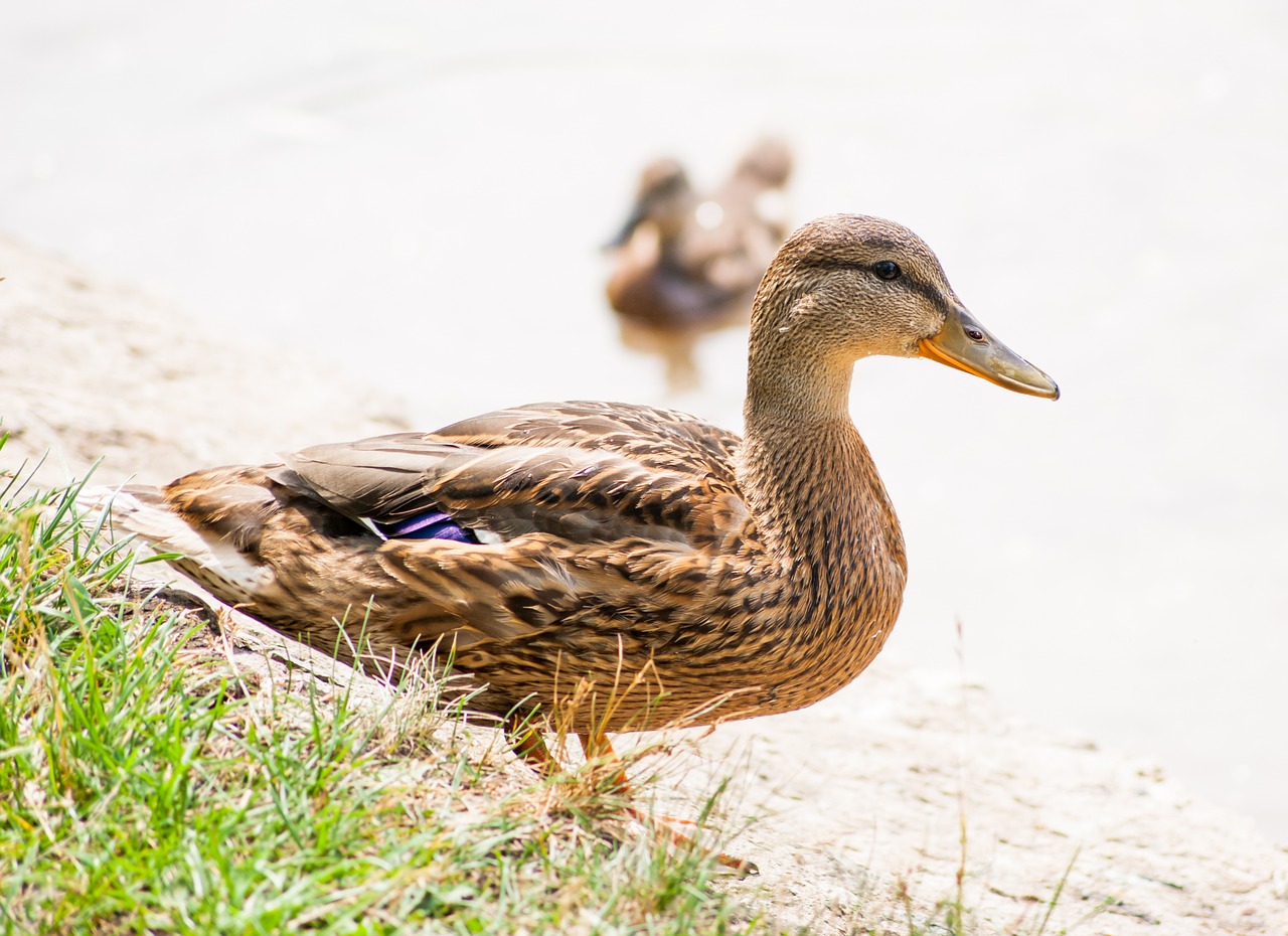 duck birds nature free photo