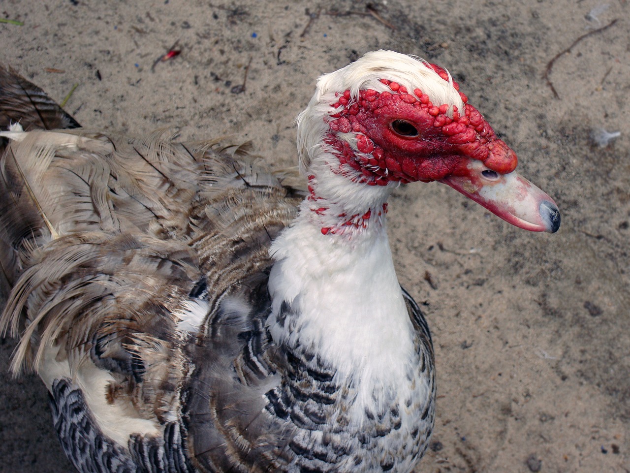 duck muscovy duck cairina moschata free photo