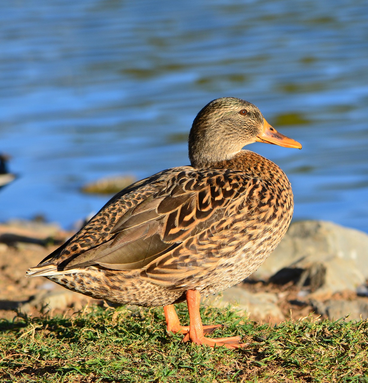 duck lake nature free photo