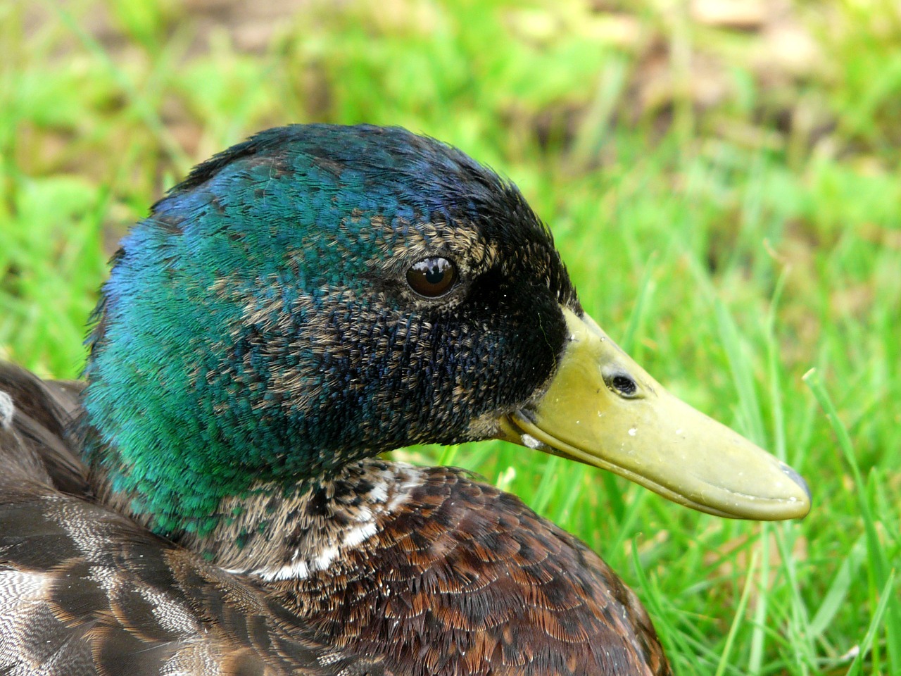 duck nature meadow free photo