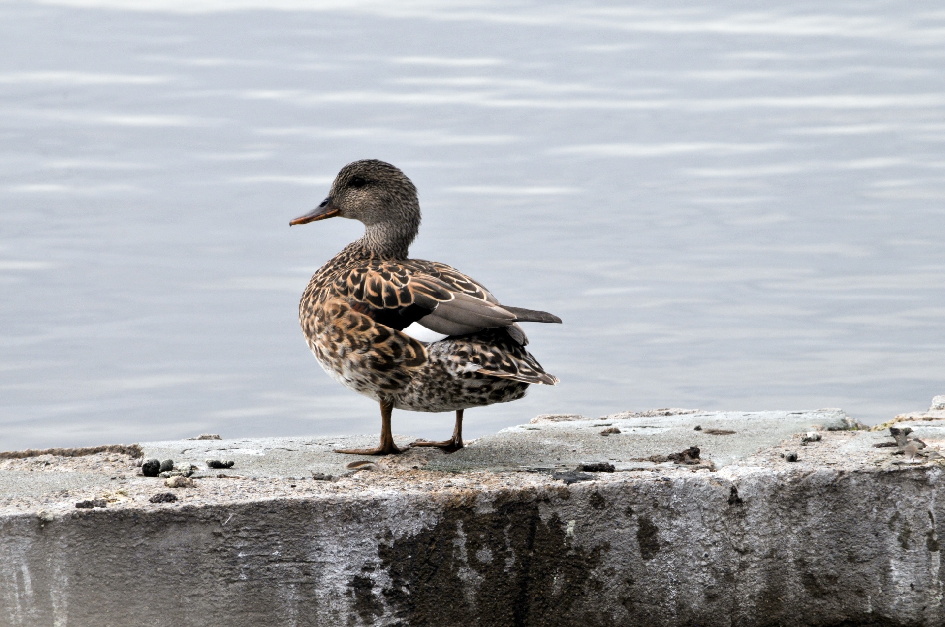 duck duck water water foul free photo