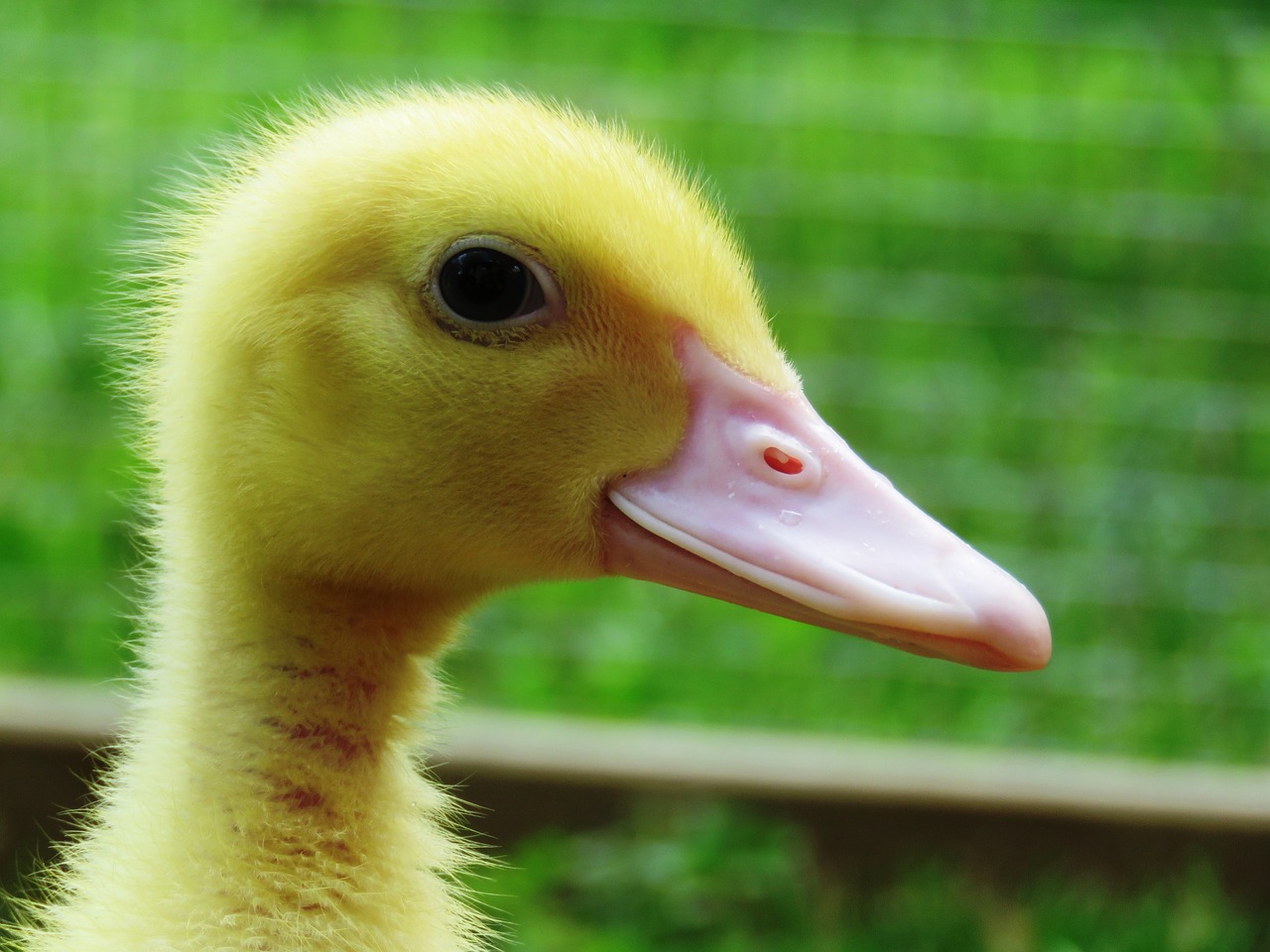 duck chicks waterfowl free photo