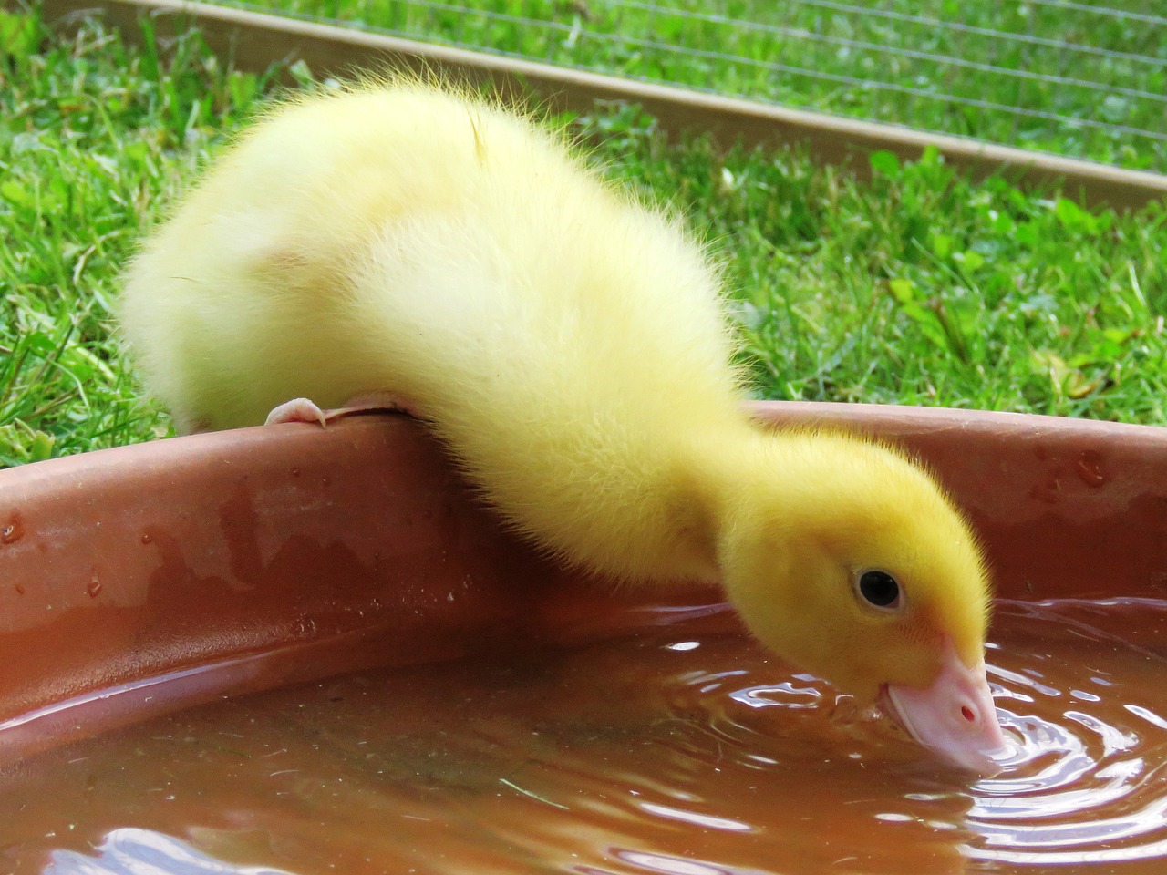 duck chicks drink free photo