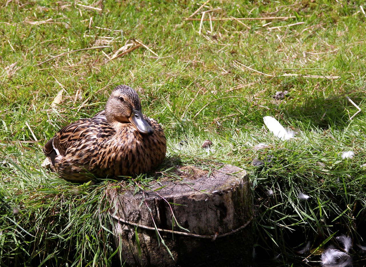 duck female animal free photo