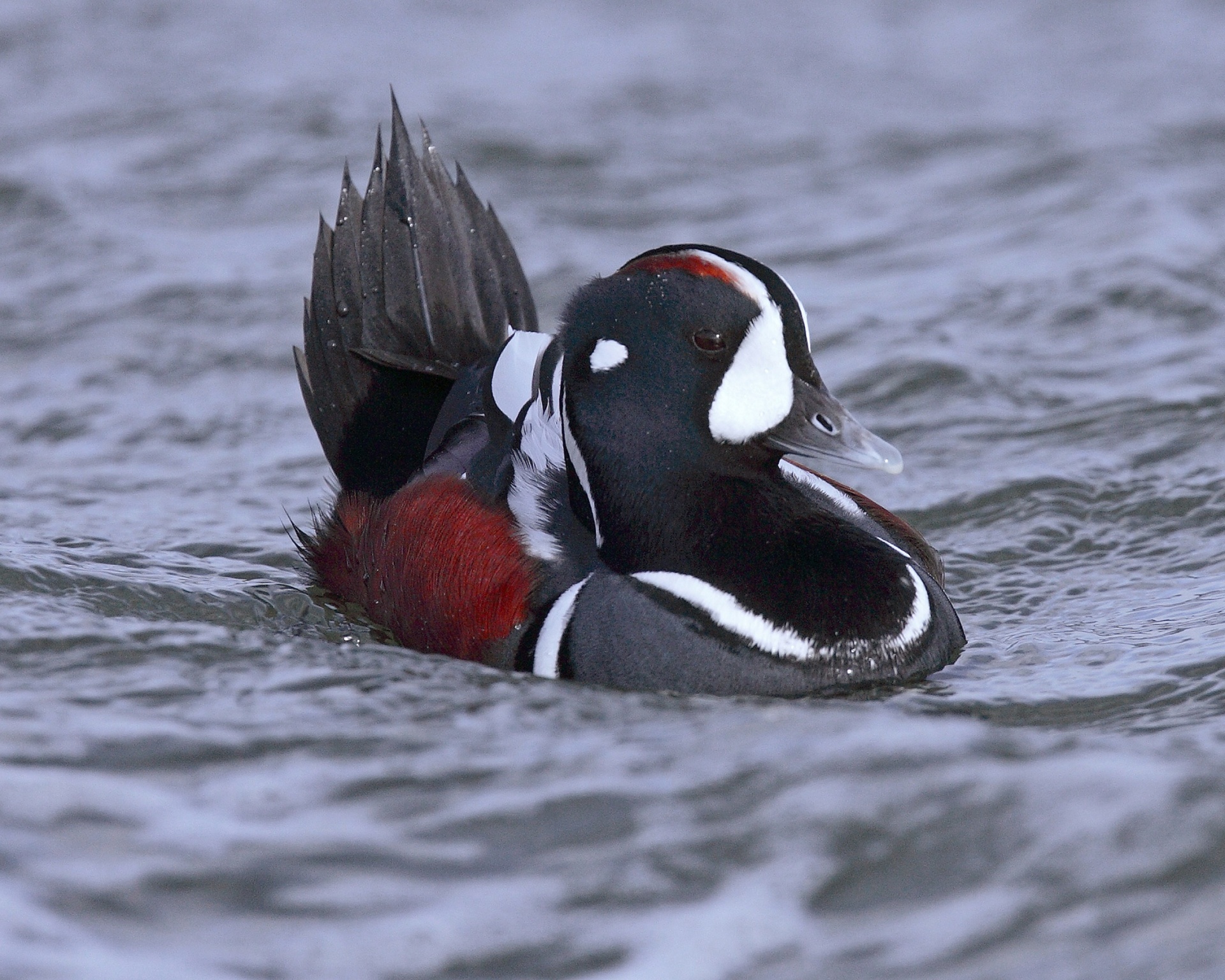 harlequin duck bird wildlife free photo