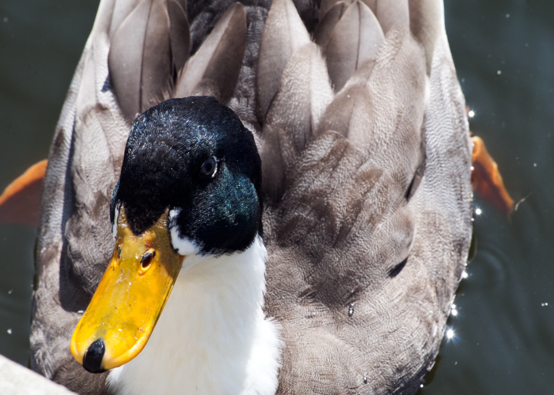 duck ducks green free photo