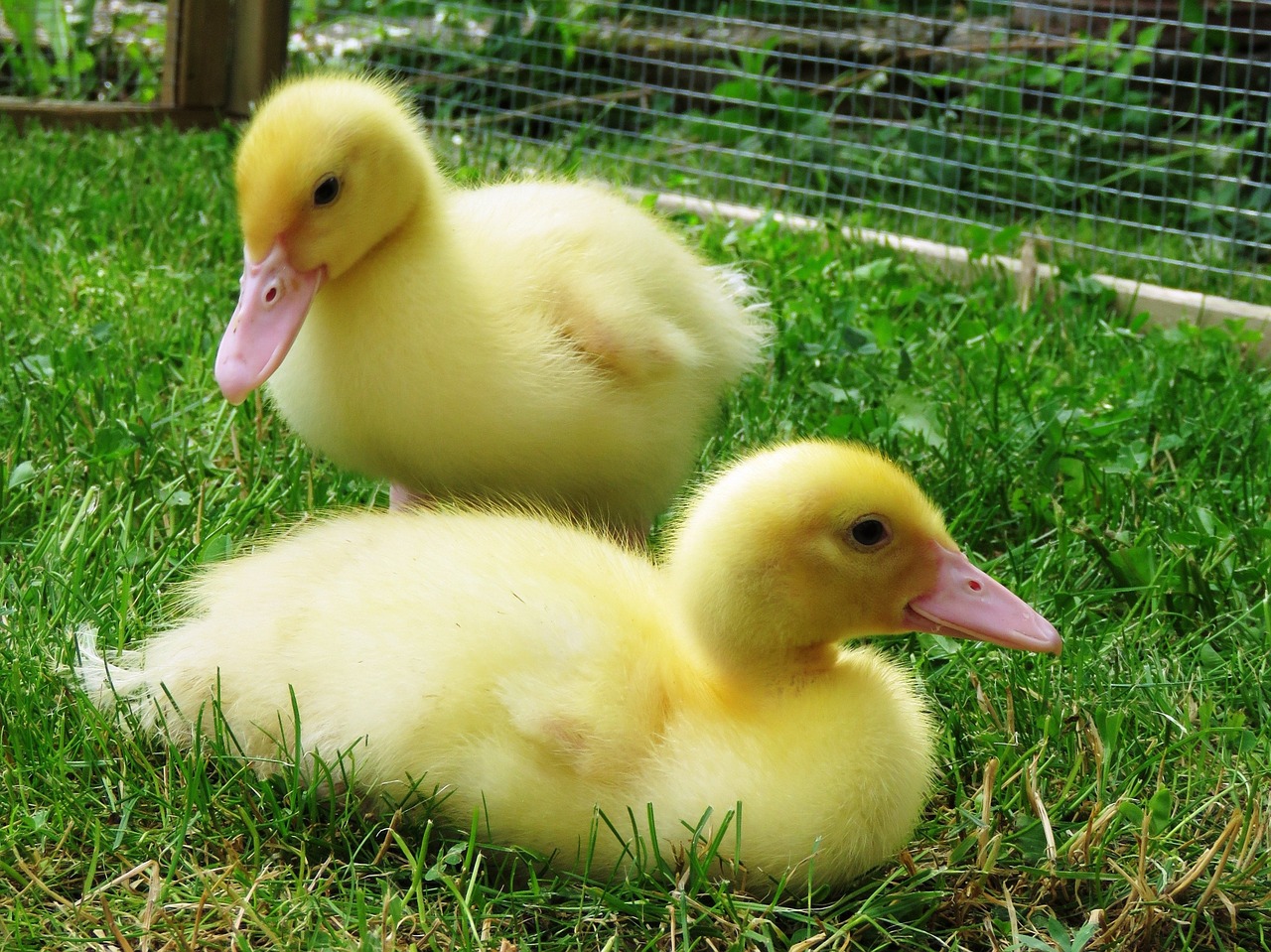 ducks water bird chicks free photo