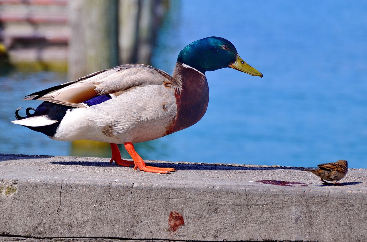 duck wildlife water free photo