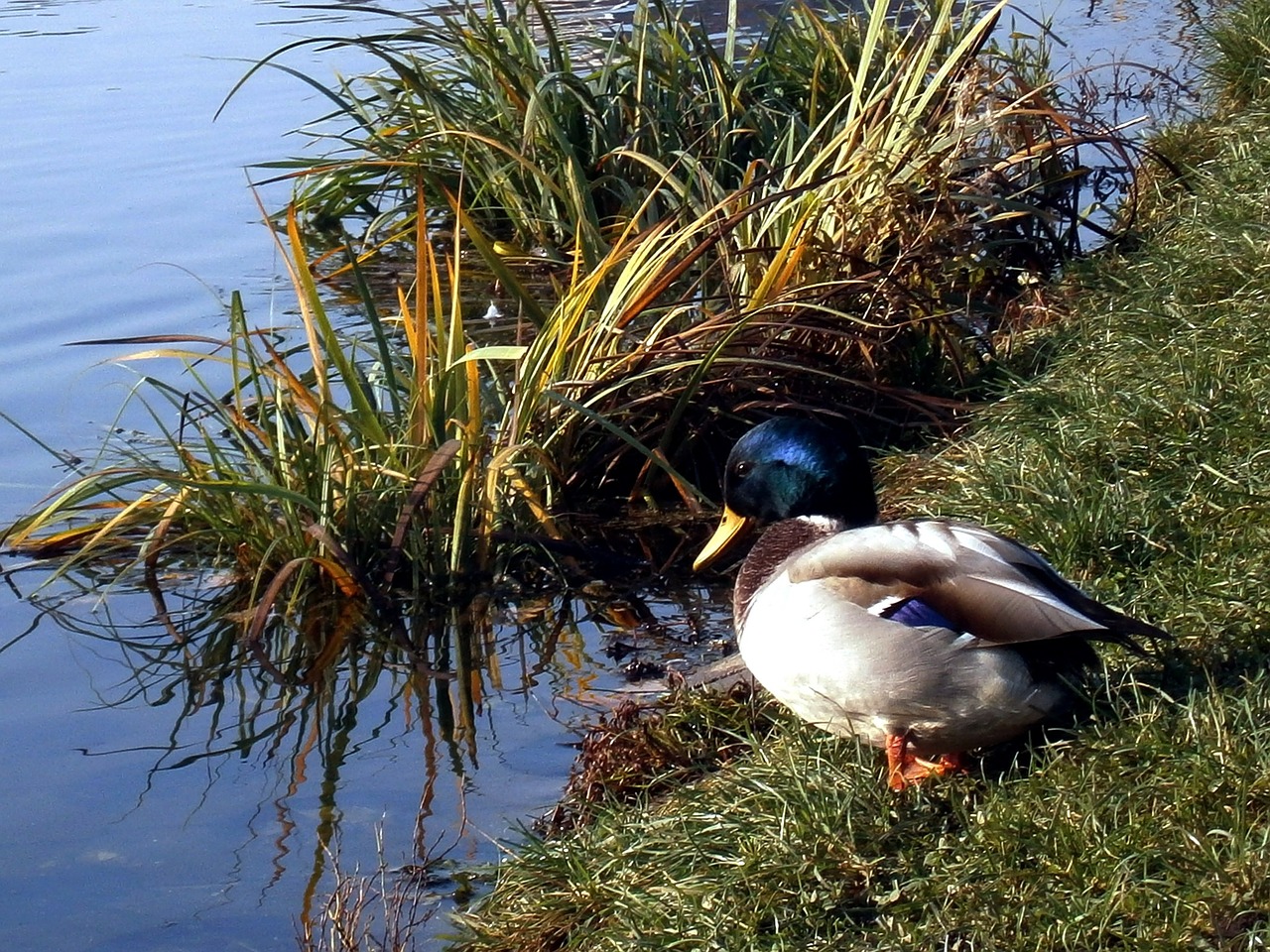 duck libocký pond prague free photo