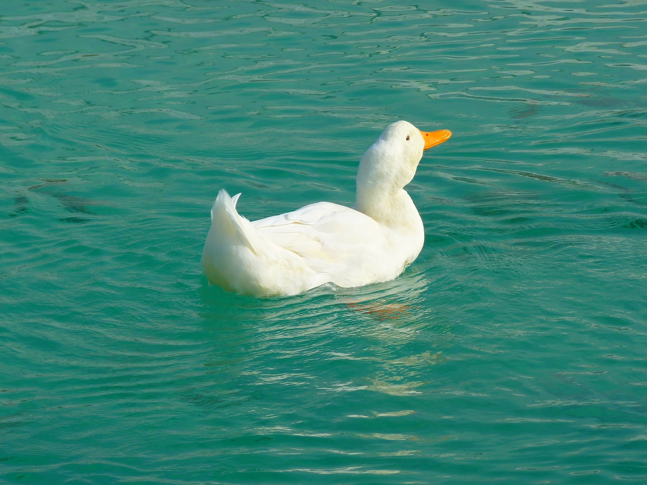 duck white ducks free photo