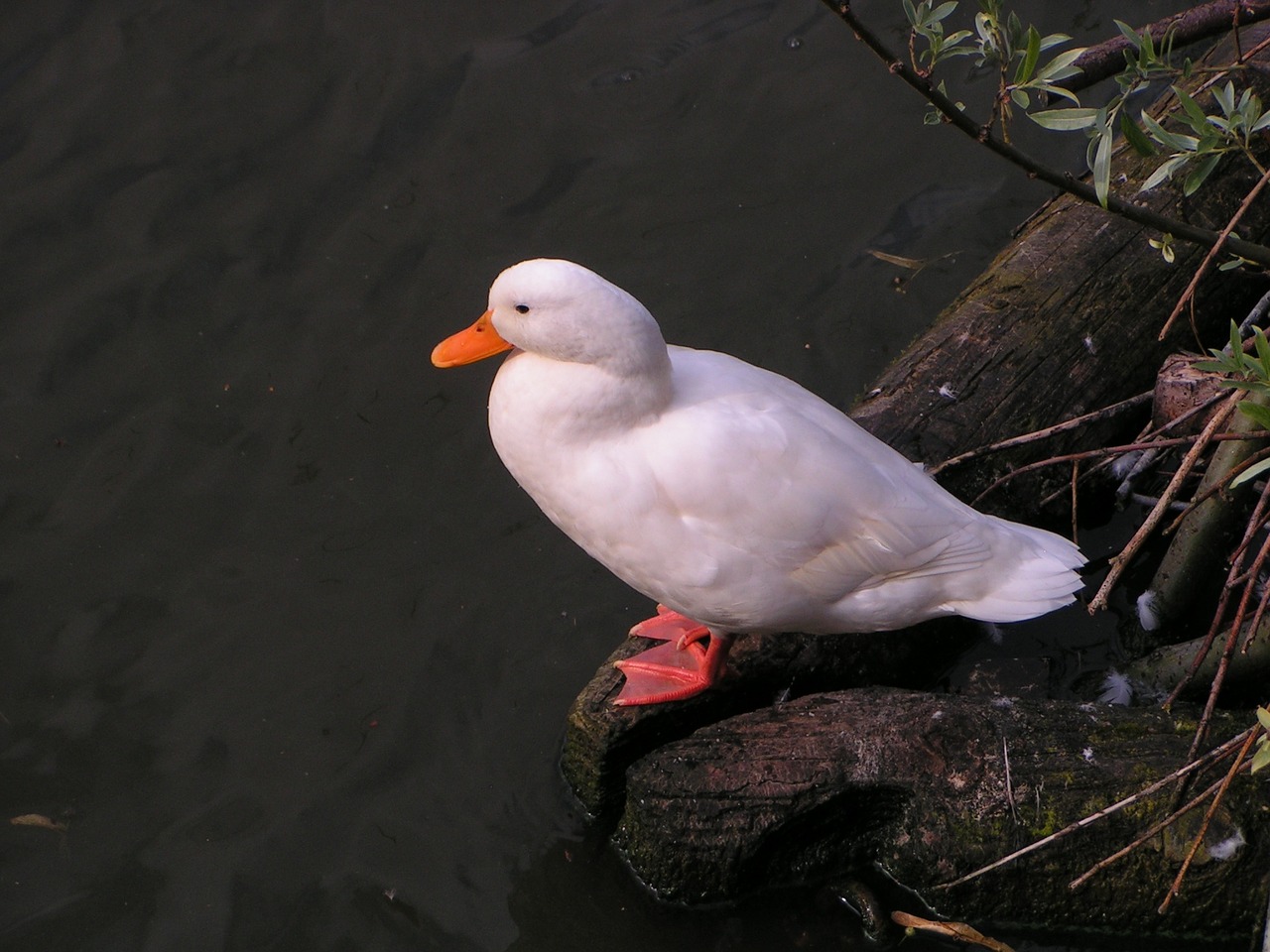 duck white waterfowl free photo