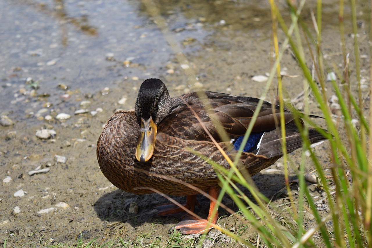 duck bird water bird free photo