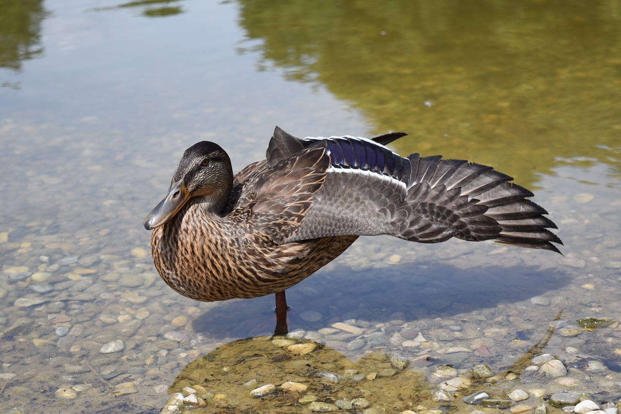 duck poultry water bird free photo