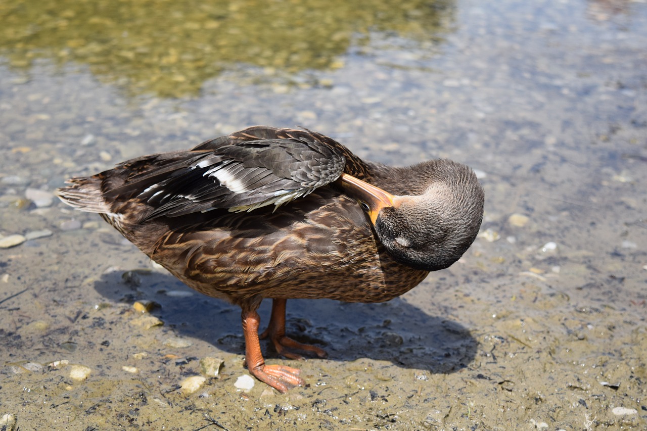 duck bird water free photo