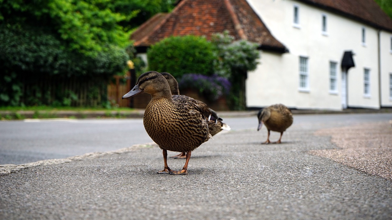 duck road duckling free photo