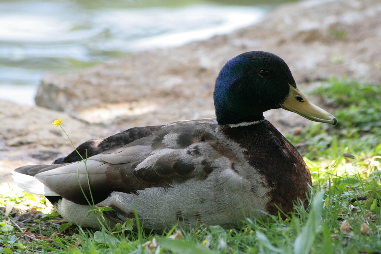 duck water water bird free photo