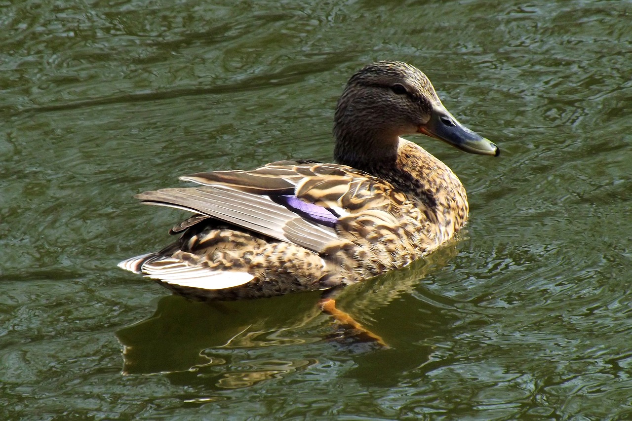 duck mallards water free photo