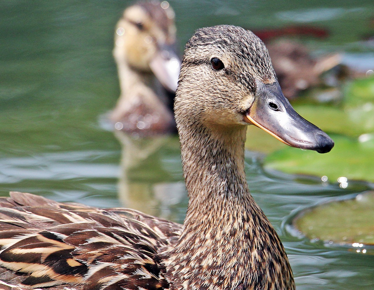 duck duck bird federtier free photo