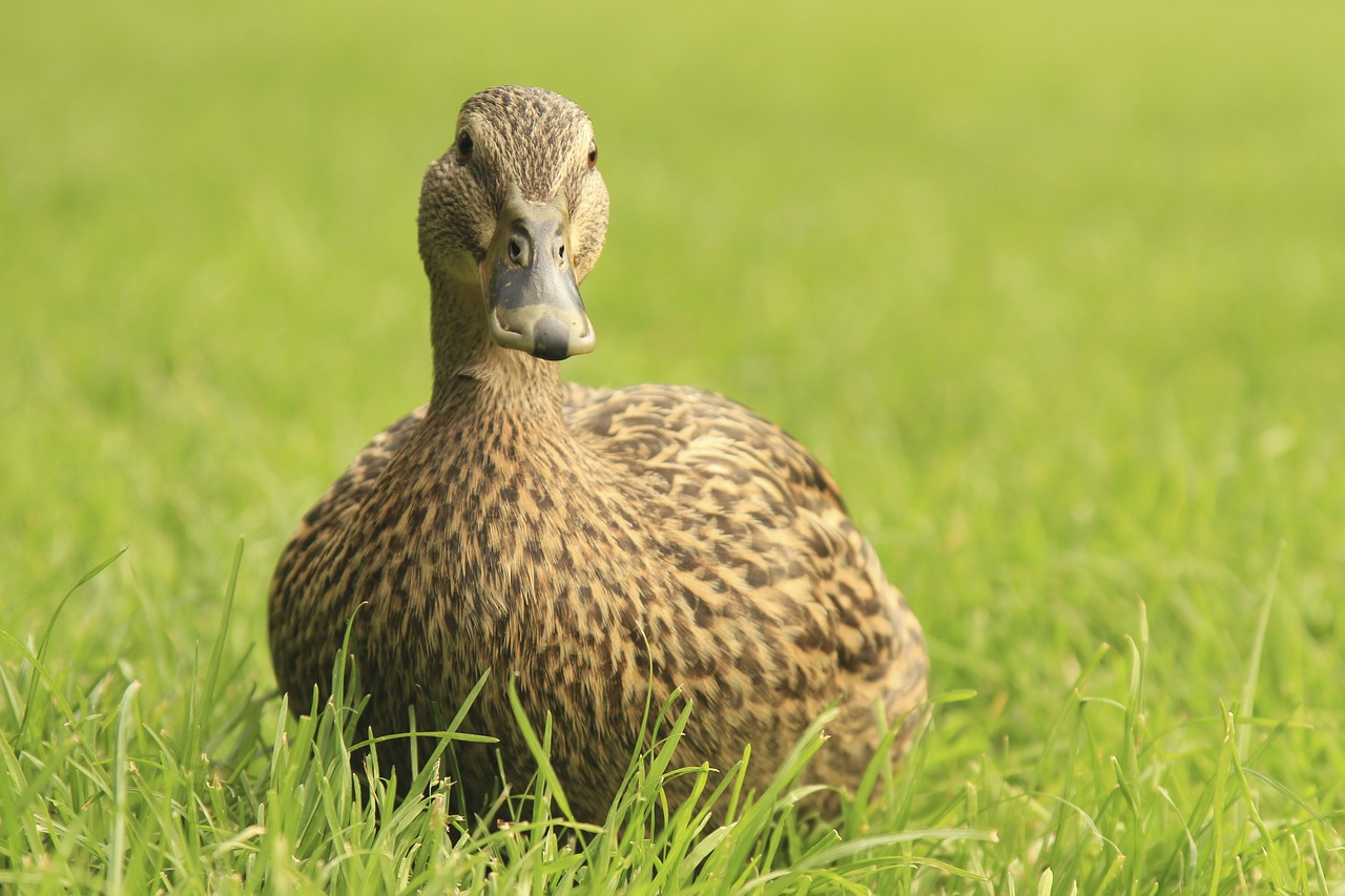 duck hybrid water bird free photo