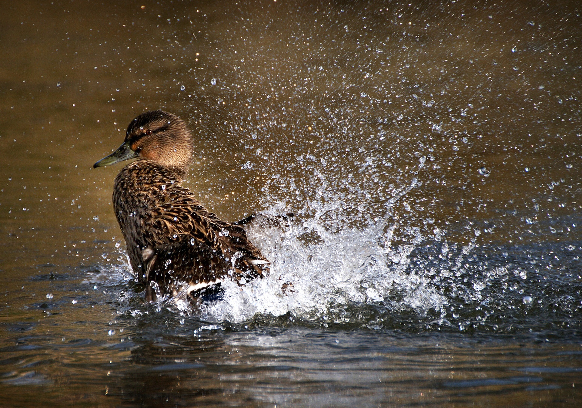 duck mallard female free photo