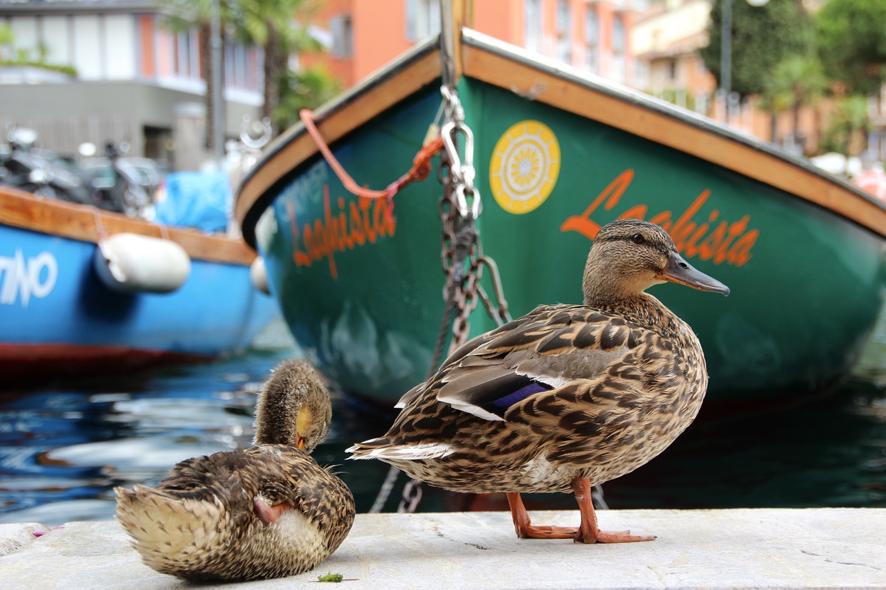 duck rowing boat water free photo