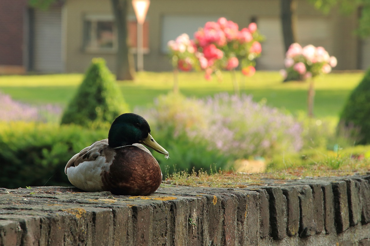 duck water bird drake free photo