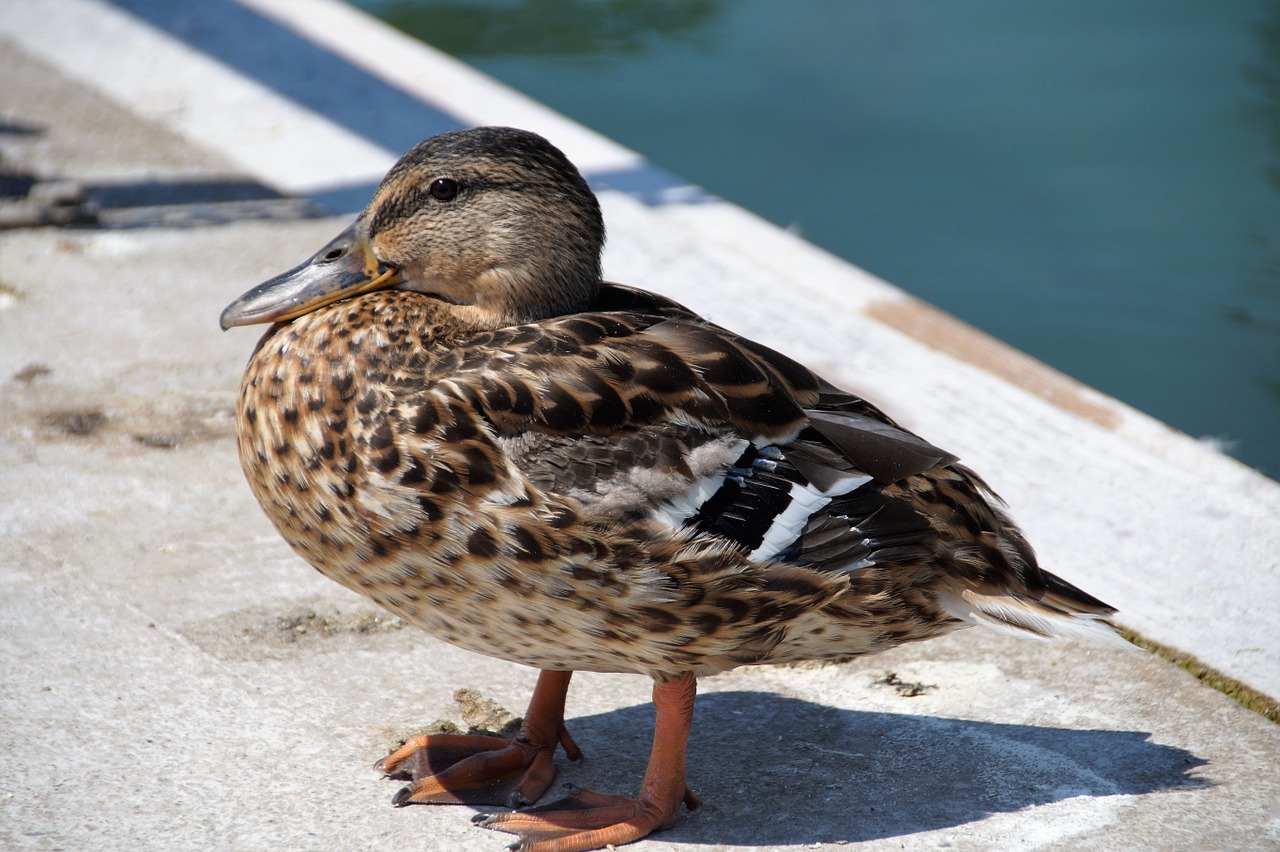 duck water bird wild free photo