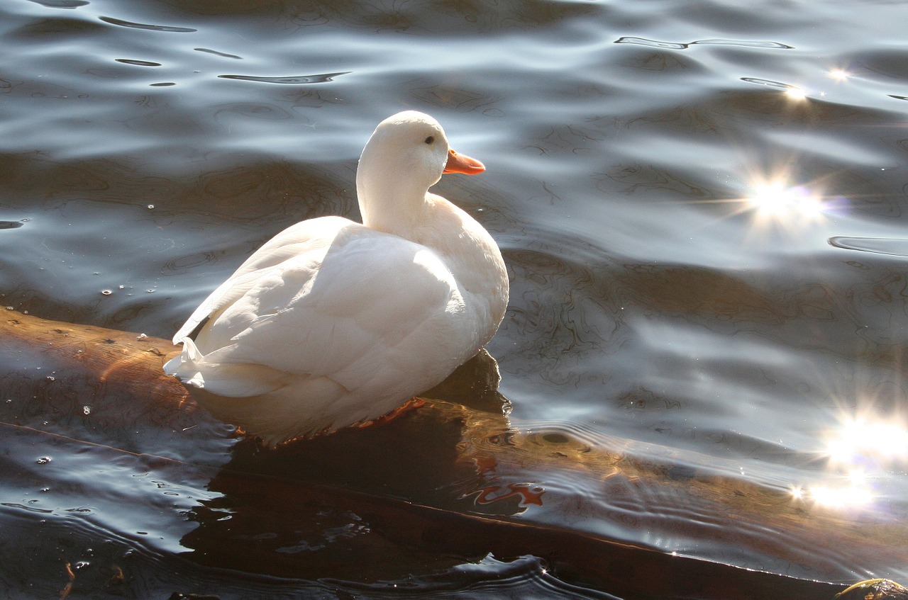 duck white water bird free photo