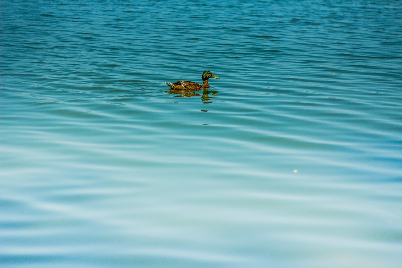 duck ticks water free photo