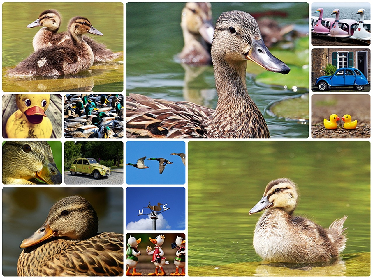 duck collage ducks collage free photo