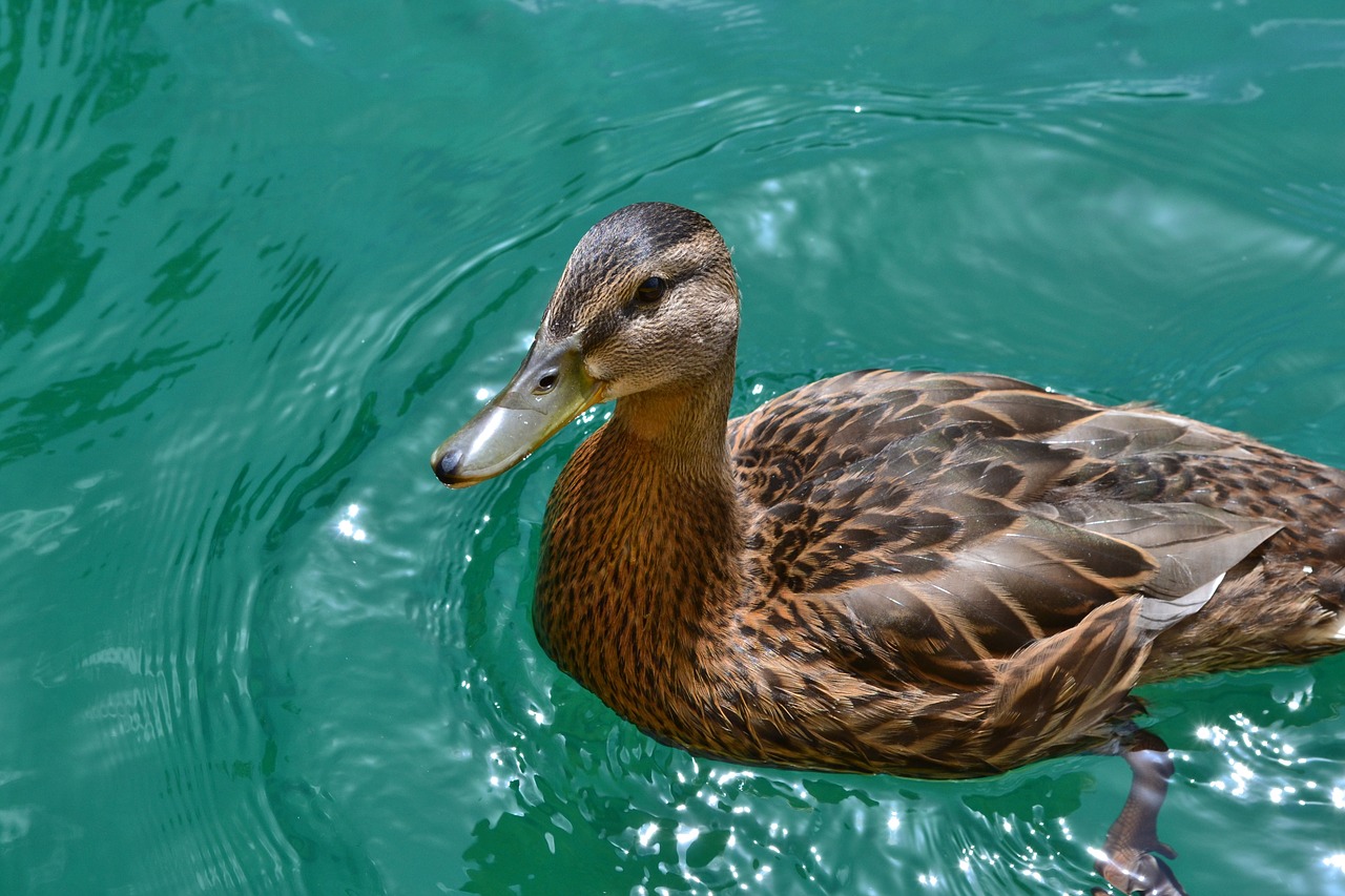 duck mallard female free photo