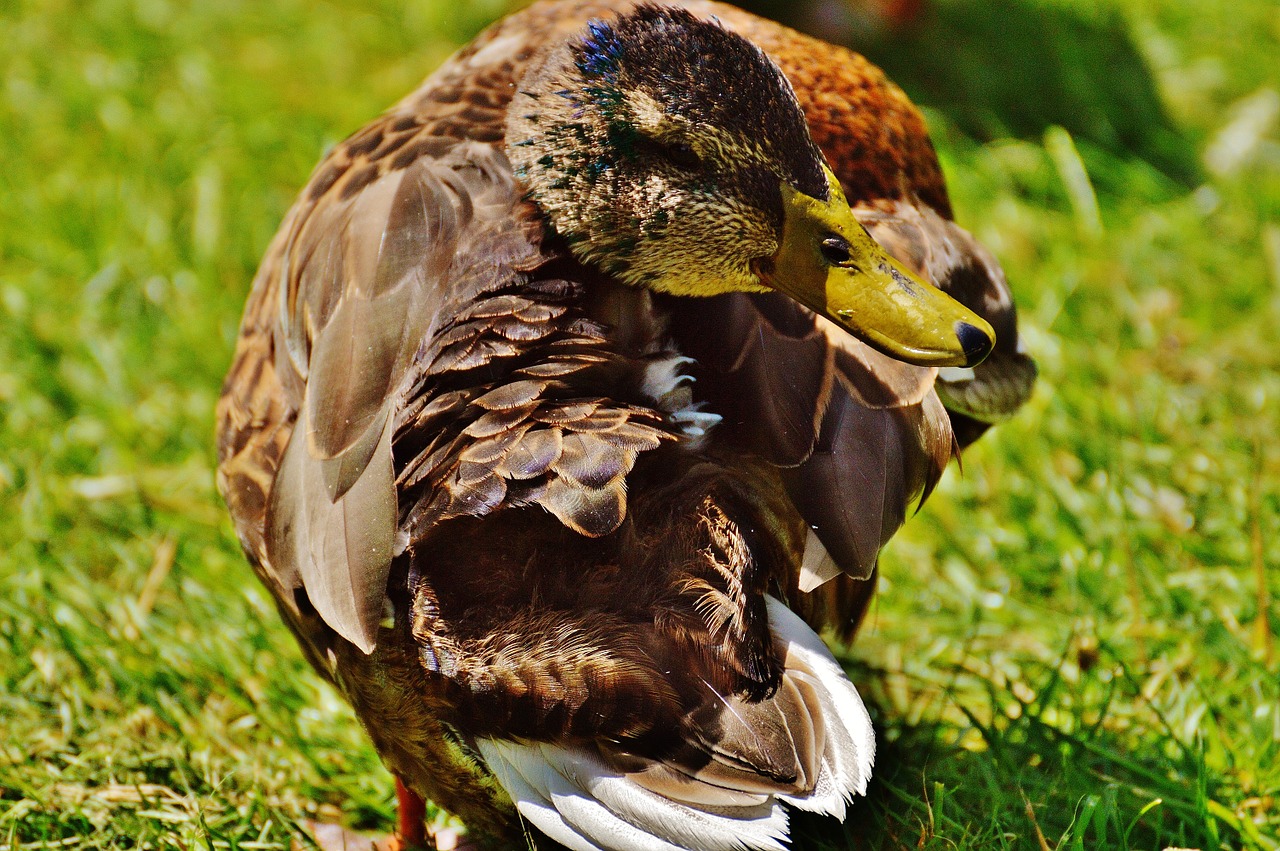 duck head twisted free photo