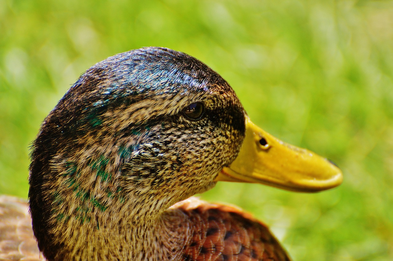 duck water bird poultry free photo