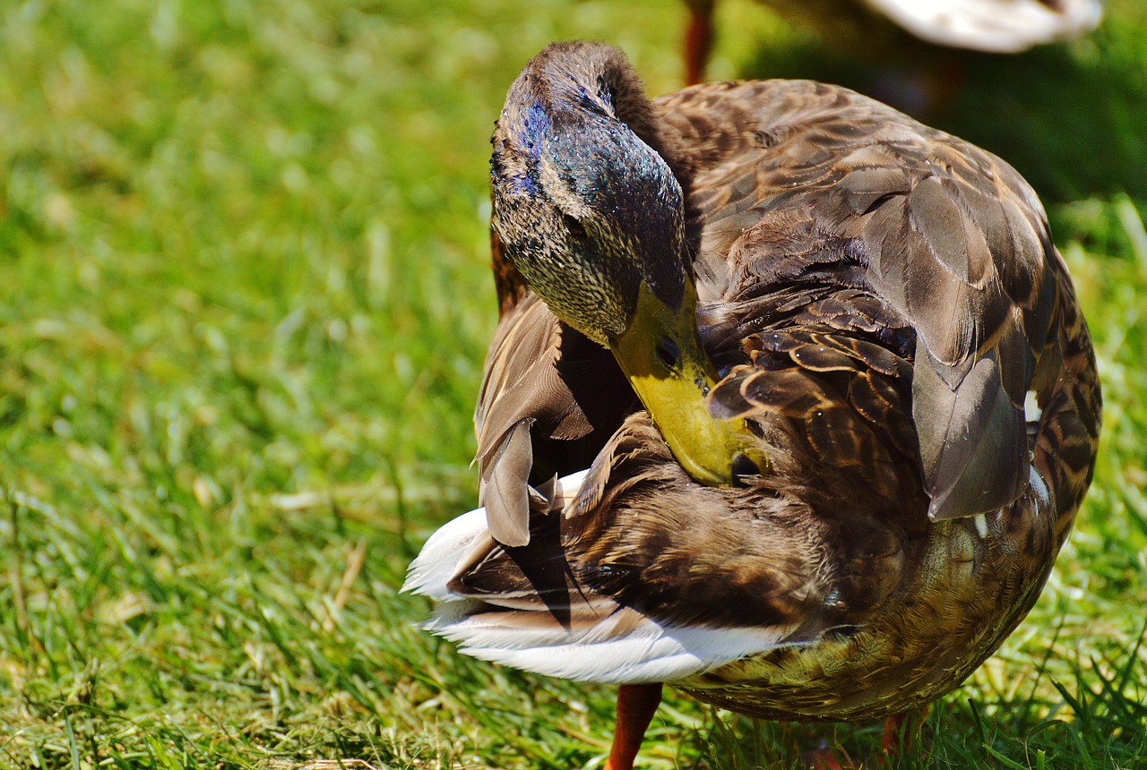 duck water bird poultry free photo