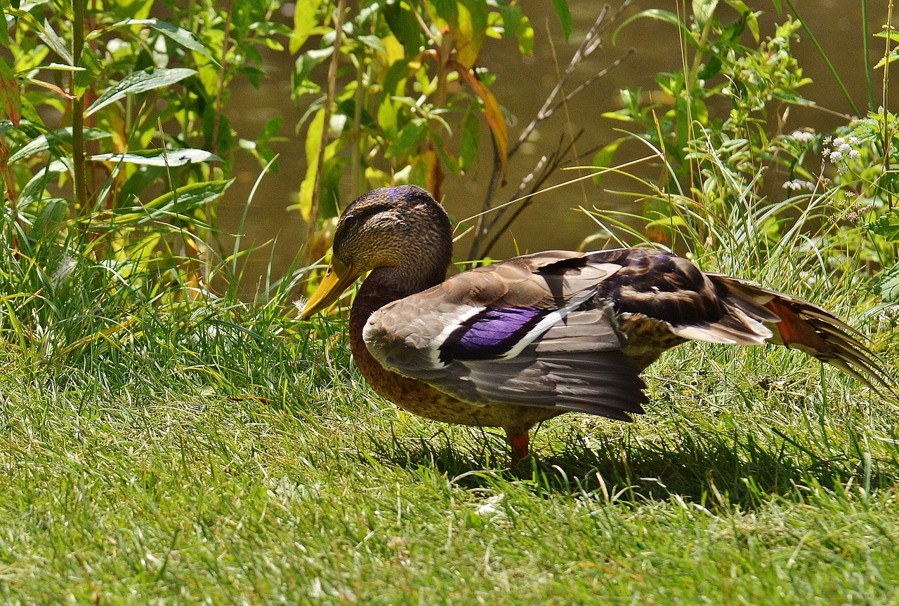 duck water bird poultry free photo