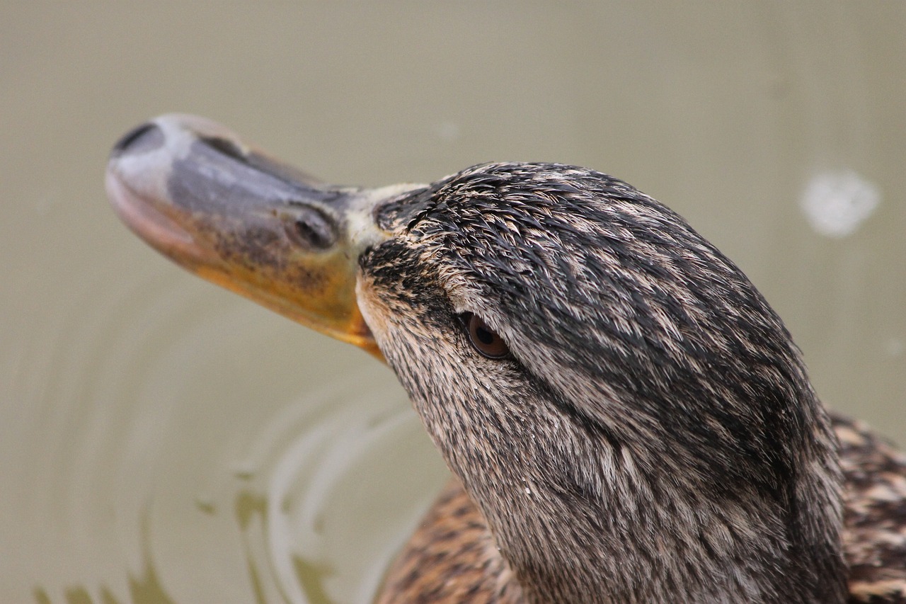 duck pen pond free photo