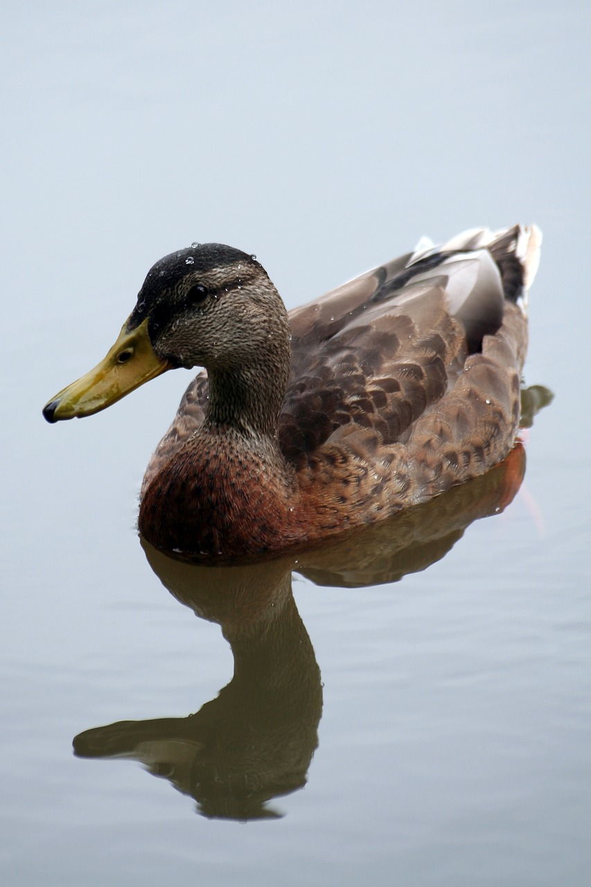 duck water animal free photo