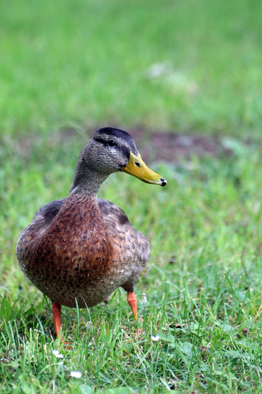 duck bird portrait free photo