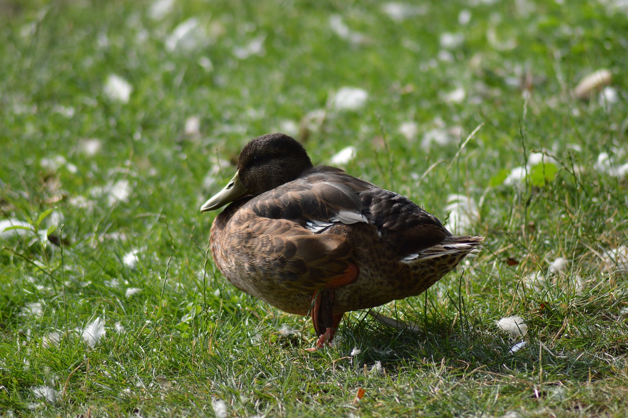 duck feathers animal free photo